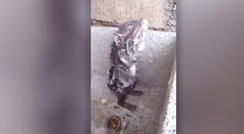 Грызун попал на видео во время водных процедур / Скриншот Грызун попал на видео во время водных процедур / Скриншот