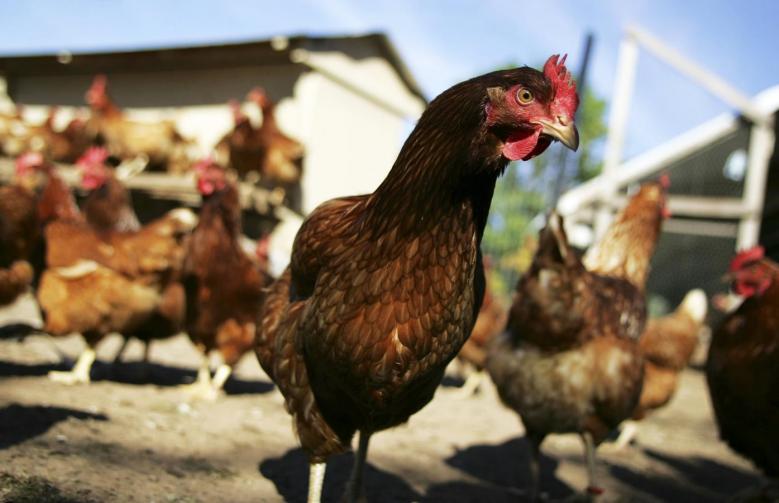 Сегодня - Всемирный день курицы / фото REUTERS