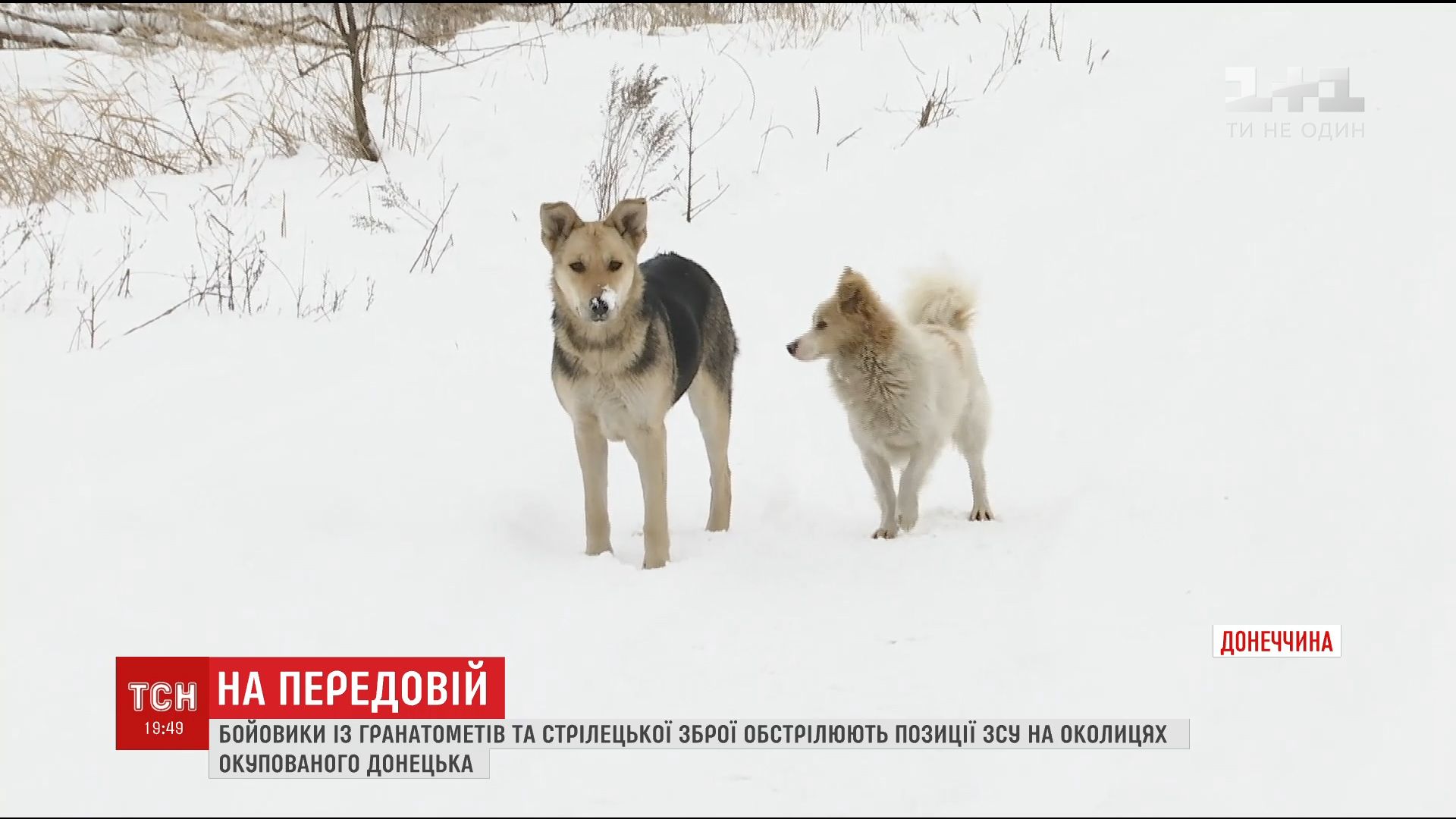 Боевики используют собак и кошек для отвлечения внимания украинских бойцов / Боевики используют собак и кошек для отвлечения внимания украинских бойцов /