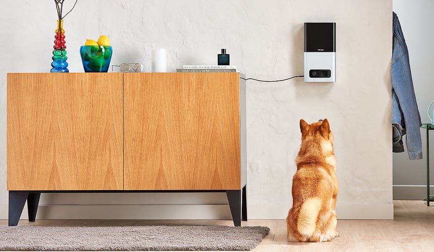 Petcube Bites стал "Самым странным продуктом года" / фото producthunt.com Petcube Bites стал "Самым странным продуктом года" / фото producthunt.com