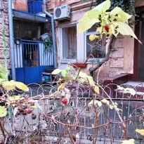 В Одессе на Новый год неожиданно созрела малина (фото)