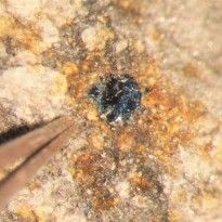В метеоритах из пояса астероидов нашли источник жизни на Земле