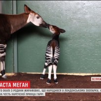 В Лондоне редкого новорожденного жирафа назвали в честь невесты принца Гарри (видео)