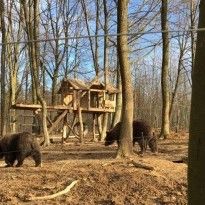 Отныне за жизнью прикарпатских медведей можно наблюдать онлайн