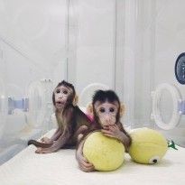 Следующим может быть человек: ученые впервые клонировали обезьян (фоторепортаж)