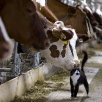 Number of Ukrainian companies licensed to export animal foodstuffs to EU increasing