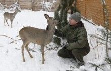В Межигорье просят привозить ненужные елки козам, оленям и антилопам