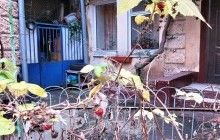 В Одессе на Новый год неожиданно созрела малина (фото)