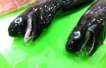 В Тихом океане нашли похожую на "Чужого" акулу-гадюку (фото)