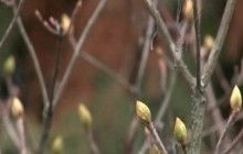 Через аномально теплу зиму в ботанічному саду Харкова готуються зацвісти магнолія і бузок (відео)