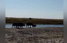 Cхватка буйвола со львами попала на видео