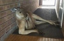 Туристка не змогла потрапити до дамської кімнати через сексуального кенгуру (фото)