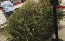 "Дерево умерло": в США женщина вернула в магазин рождественскую елку