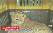 В Одеському зоопарку оселилася левиця Сандра, яку напівмертвою відібрали у контрабандистів (відео)
