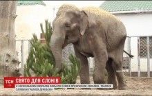 В Харьковском зоопарке вольеры слонов украсили живыми елками (видео)