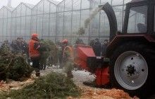 В Киеве открылись 10 пунктов сбора новогодних елок (карта)