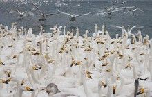 На Львівщині експерти розказали, як можна врятувати лебедів від морозів та чому їх не можна годувати хлібом (відео)