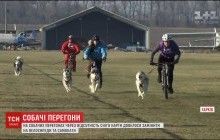 Собачьи гонки и мороз: в Харькове из-за отсутствия снега на фестивале животных пришлось запрягать в велосипеды (видео)