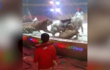 В сети появилось шокирующее видео нападения хищников на лошадь в китайском цирке