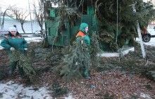 Ветви переработают на опилки, ствол используют как материал для хенд-мейда: стала известна судьба главной елки страны