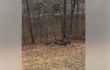 Мережу підкорило відео із собаками, які не дають господарю викинути новорічну ялинку