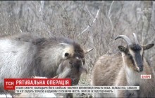 У Дніпрі здичавілі кози після смерті господаря оселилися з собаками в сквері (відео)
