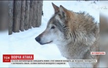 Вовча напасть на Житомирщині: селяни бояться виходити на вулицю, єгеря готують засідки (відео)