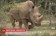 Порятунок видів: світ збирає гроші на штучне запліднення рідкісного носорога (відео)