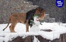 Киевский зоопарк показал, как его обитатели радуются снегопаду (фоторепортаж)