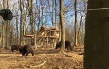 Американець зняв бій двох ведмедів у своєму подвір'ї (відео)
