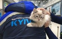 В аеропорту "Київ" горе-господарка покинула напризволяще кішку, на яку не мала дозвільних документів (фото, відео)