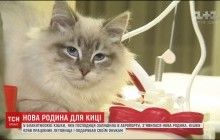 Новая семья для кошки: как брошенная в аэропорту голубоглазая красавица обживается в новом доме (видео)