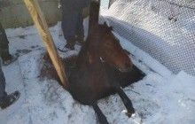 На Львовщине спасли коня, который упал в канализационную яму (фото)