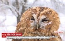 В Кировоградской области раненая сова прилетела в село к людям за помощью (видео)