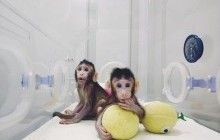 Наступною може бути людина: учені вперше клонували мавп (фоторепортаж)