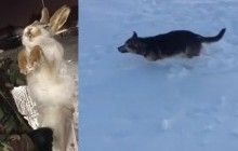 Казахстан сковали аномальные морозы: животные погибают на ходу (видео)