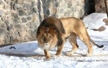 Вчені дали нове пояснення тому, що одностатевий секс широко розповсюджений серед тварин