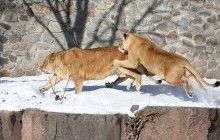 Львов из Киевского зоопарка заставили размяться ради еды (фоторепортаж)