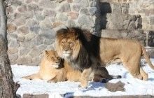 Життя під звуки вибухів: як війна вплинула на тварин київського зоопарку (відео)