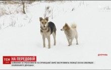 Боевики используют собак и кошек для отвлечения внимания украинских бойцов (видео)