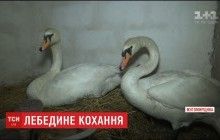 На Житомирщине супруги-пенсионеры спасли пару лебедей от неминуемой смерти на озере (видео)