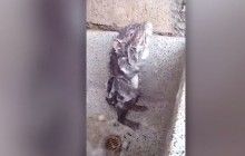 "Движения очень странные": эксперты ломают голову над вирусным видео с принимающей душ крысой