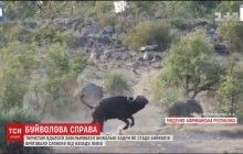 Взаємодопомога в дикій природі: у Південній Африці буйволи врятували слоненя від левів (відео)