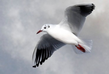 Чайка украла у мужчины конфеты и пожалела об этом