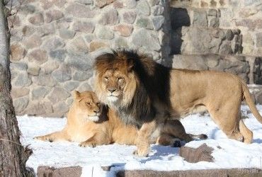 Життя під звуки вибухів: як війна вплинула на тварин київського зоопарку (відео)