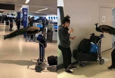 Женщина пыталась взять на борт самолета павлина для эмоциональной поддержки (фото, видео)