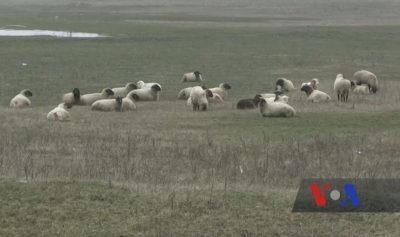 Пожарные потушили крупный пожар на заброшенной ферме на Кубани — РБК