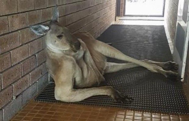 Туристка не змогла потрапити до дамської кімнати через сексуального кенгуру (фото)