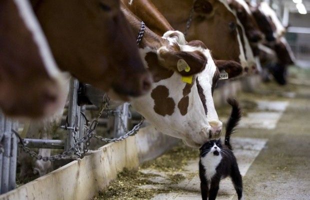 Народные обычаи и приметы 18 февраля - что нельзя делать на Агафью-коровницу