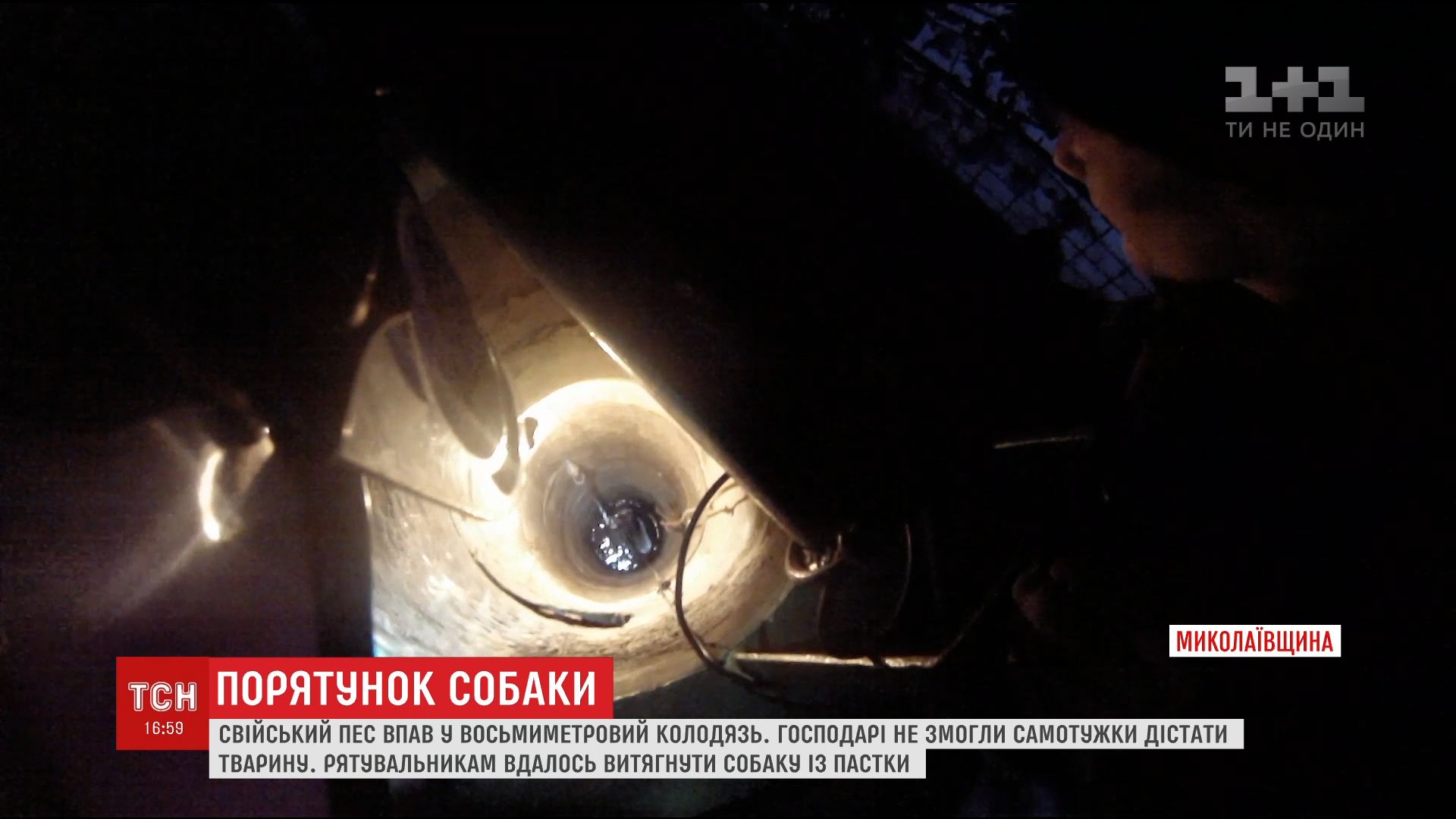 На Николаевщине собака упала в 8-метровый колодец с водой / На Николаевщине собака упала в 8-метровый колодец с водой /